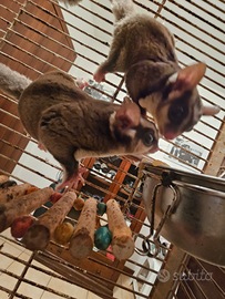 Coppia petauri dello zucchero