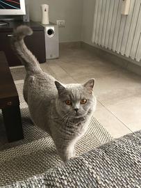 Gatta 6 anni British shorthair