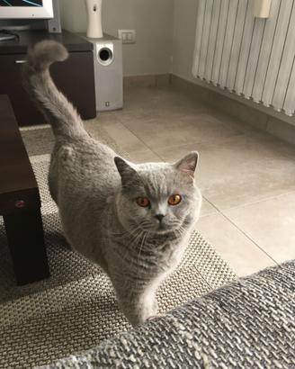 Gatta 6 anni British shorthair