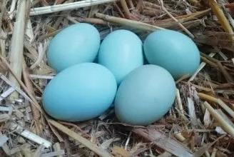 coppia araucane  gallo gallina  uova azzurre 