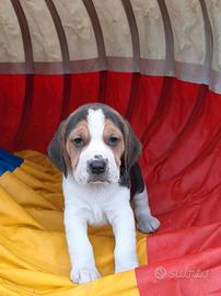 Beagle con pedigree ed Affisso Enci