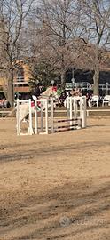 Cavallo da salto