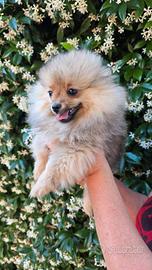 Spitz di pomerania
