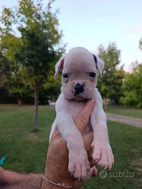 Cucciolo boxer bianco