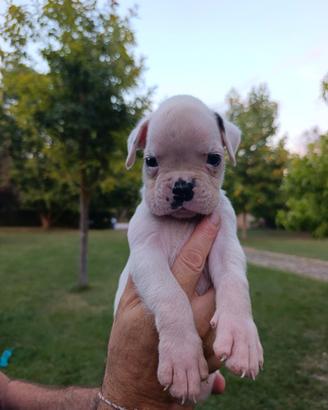 Cucciolo boxer bianco