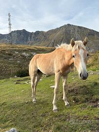 Cavallo