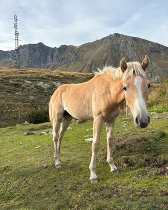 Cavallo