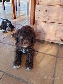 Cucciola di lagotto