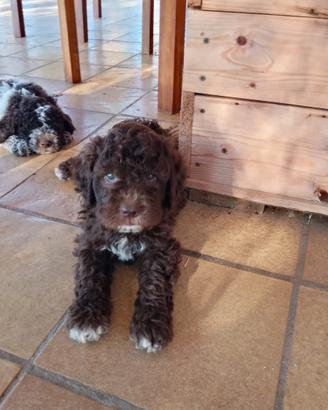 Cucciola di lagotto
