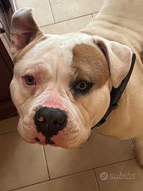 Bully disponibile per monta