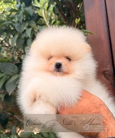 Cuccioli Spitz
