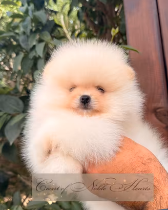 Cuccioli Spitz