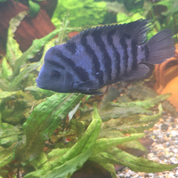 Amatitlania nigrofasciata