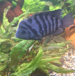 Amatitlania nigrofasciata