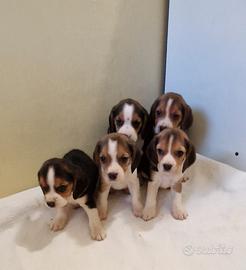 Cuccioli Beagle giocosi