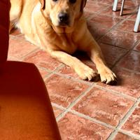 Labrador di razza
