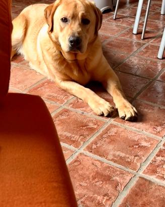 Labrador di razza
