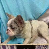 Bulldog francese maschio fluffy