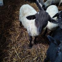 Arieti razza moscia leccese nuova generazione ARR/