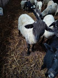 Arieti razza moscia leccese nuova generazione ARR/