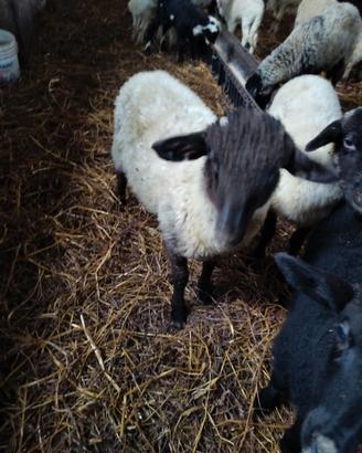 Arieti razza moscia leccese nuova generazione ARR/