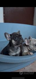 Cuccioli di bulldog francese