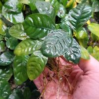 Box intero Anubias mix