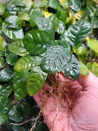Box intero Anubias mix