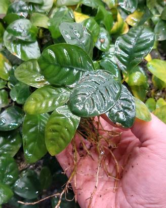 Box intero Anubias mix