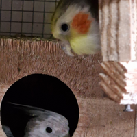 Ultima coppia di calopsite