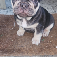 Bulldog francese esotico