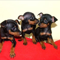 Pinscher cuccioli nani