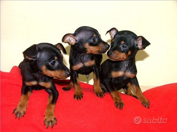 Pinscher cuccioli nani