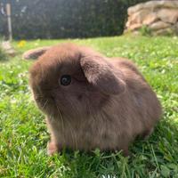 Cucciolo ariete nano Minilop