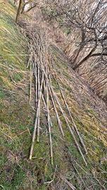 canne di bambù per giardino