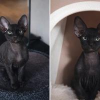 Gattino Sphynx Nero