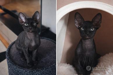 Gattino Sphynx Nero