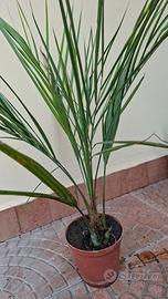 piante