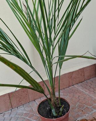 piante