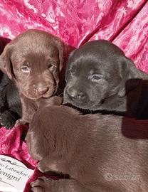 Cuccioli Labrador