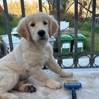 Ultima femmina di 3 mesi