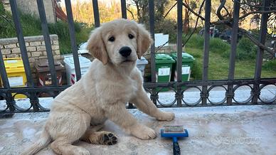 Ultima femmina di 3 mesi