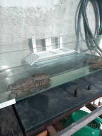 tartarughe con acquario