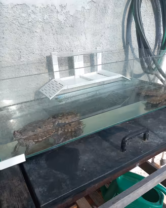 tartarughe con acquario