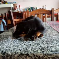 Salve privato cuccioli pincher quasi tre mes