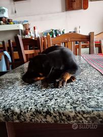 Salve privato cuccioli pincher quasi tre mes