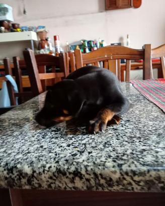 Salve privato cuccioli pincher quasi tre mes