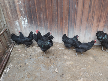 Australorp nero