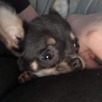 Cucciolata chihuahua maschi