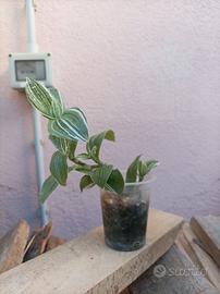 Tradescantia albovittata variegata con radici